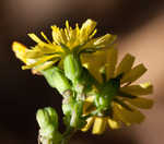 Oriental false hawksbeard